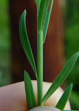 Semi Biologici Di Lino Blu (Linum Usitatissimum) - 20g Per Fertilizzante Verde - L'Attico D'Abondance